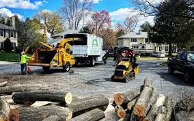 How Our Tree Care Process Works  in  Yamhill, OR