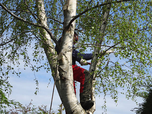 Professional Tree Care in Yamhill, OR